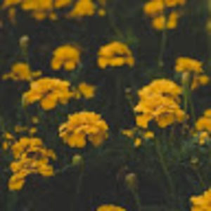 Meet your Posher, Lydia